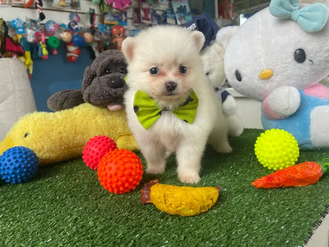 Spitz alemão macho com Notal fiscal garantia de saúde $2.200,00