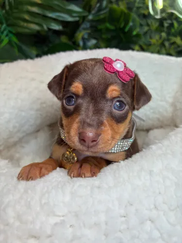 Pinscher chocolate!!!