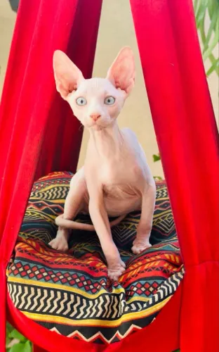 Filhotes de Sphynx 