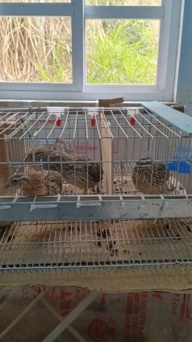 Codornas