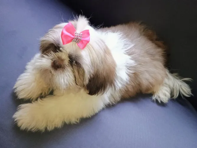 Fêmea de shitzu perfeita disponível 