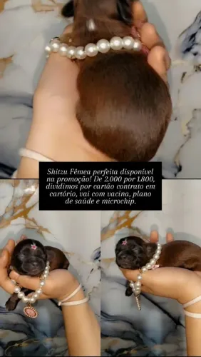 Vendi filhotes de Shitzu