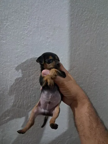 Vende se pinscher