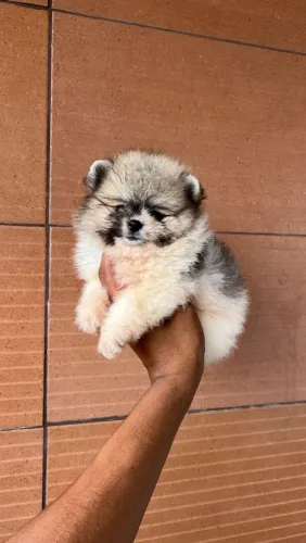 Duas fêmeas Lulu da Pomerânia anão para escolher 