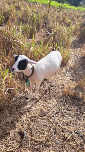 Ovelhas mestiças de Dorper com Santa Inês