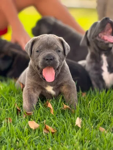 CANE CORSO DE ALTO PADRÃO | PEDIGREE