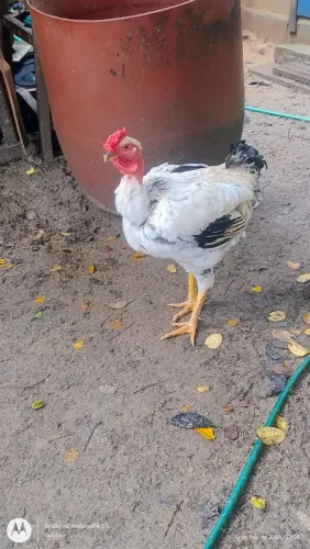 Galo de quintal jovem e saudavel