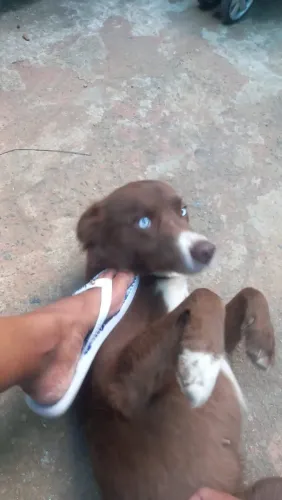 Vende-se border collie marrom femia 