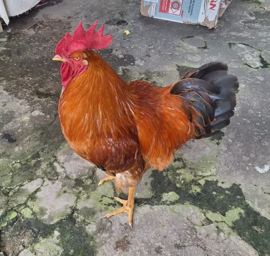 Vende-se Galo