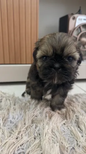 Filhotes de Shihtzu 