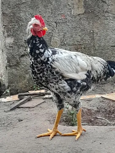 Frango Balão motley