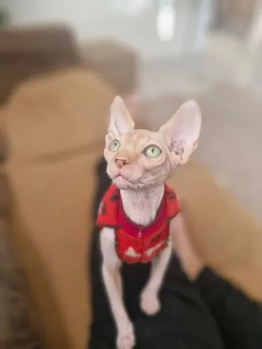 Procuro namorada para meu gato sphynx 