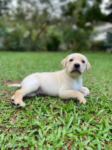 Filhotes de Labrador | Seu novo parceiro de aventuras!