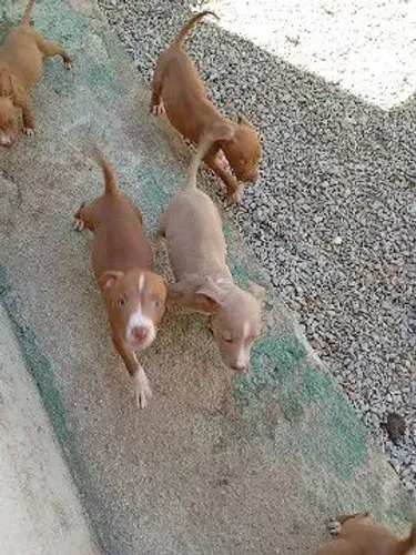 Filhotes de Pit Bull