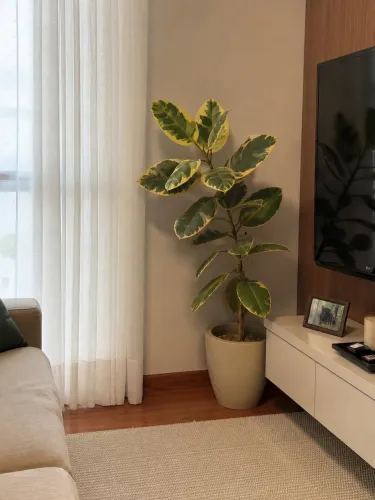Planta ficus elástica ruby 1,50 com vaso
