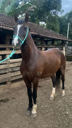 Mangalarga Marchador registrado, 9 anos, marcha batida, sadio, bem tratado e pronto para p