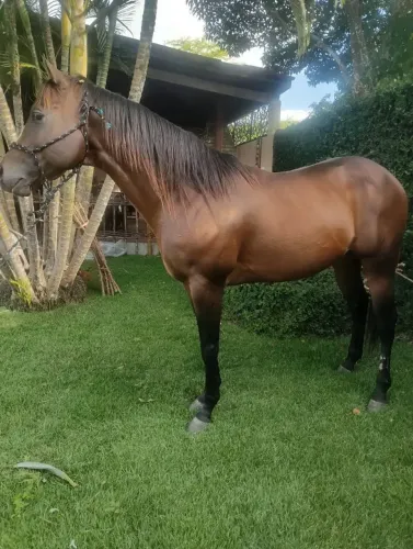 Cavalo garanhão inciado de direita filho do dom roxão eternalady