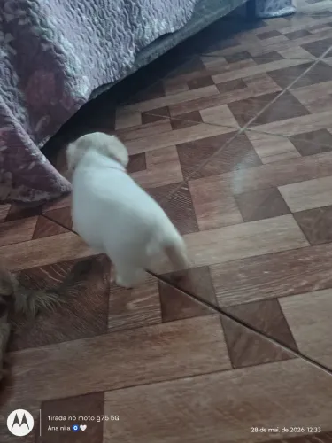 Vendo Poodle 