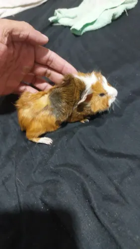 Porquinho da índia macho