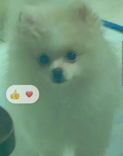 Lulu da Pomerânia 