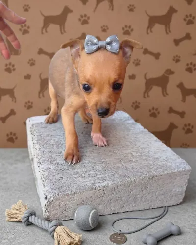 Cães entendem oq o coração não sabe dizer