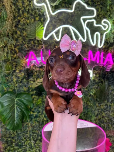 Dachshund choco tan ! Lindíssima 