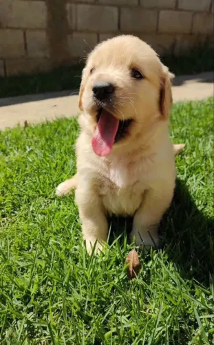Vendo Filhote de Golden