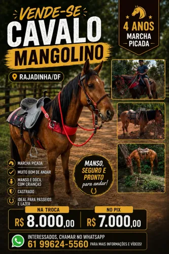 Cavalo Mangolino 4 anos