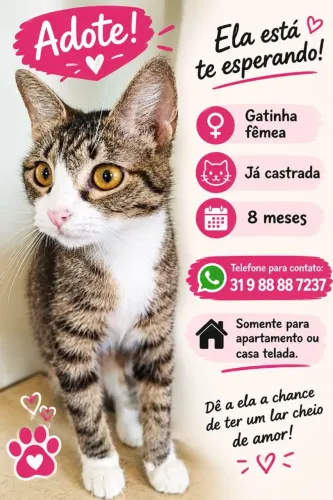 Gata castrada para adoção