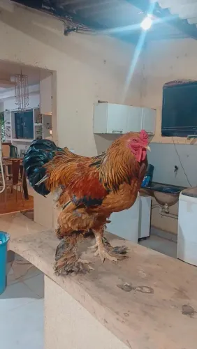 Galo brahma