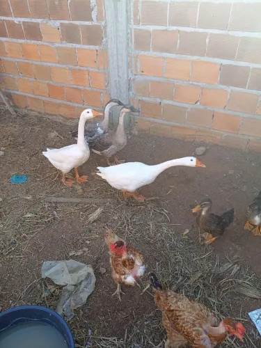 Gansos Africano