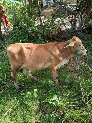 Bezerro