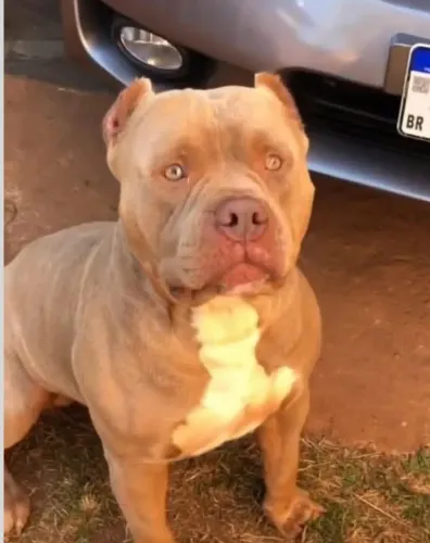 American bully macho tri lilac
