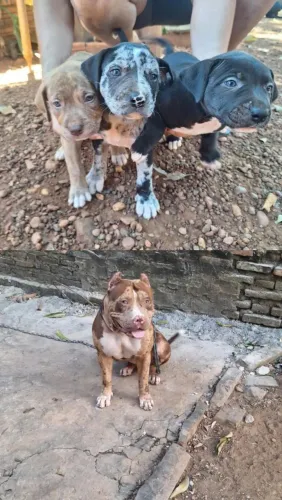 FILHOTES DE PITBUL (TODAS FÊMEAS)