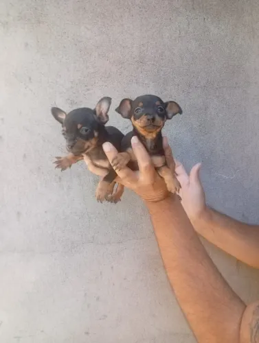 Filhote de Pinscher
