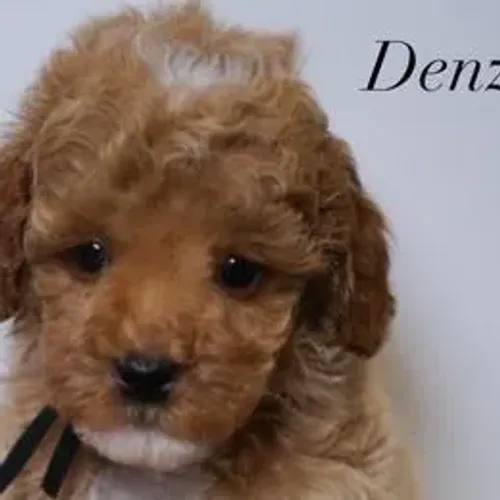 Poodle,Poodle Filhote Pronto Para Novo Lar
