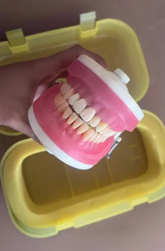 Manequim Odontológico / Articulador Pronew (Dentística)