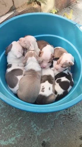 Filhote de PitBull terrier