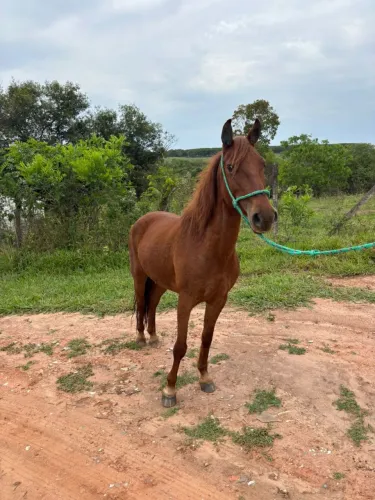 Cavalo