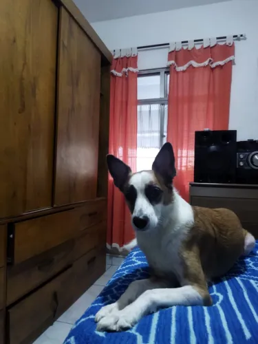 Doação de cachorro porte médio 