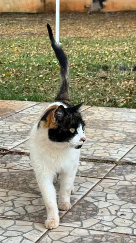Gato