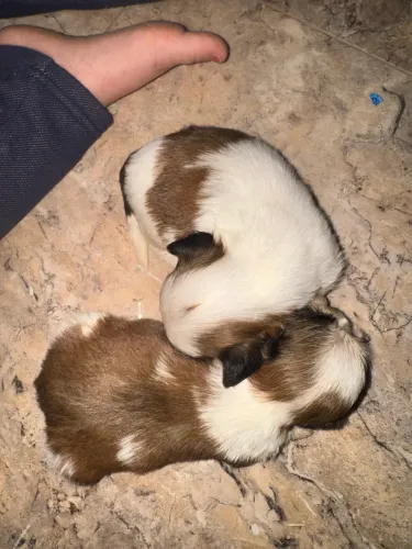 Shih tzu 
