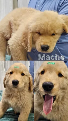 Vendo filhotes de Golden Retriever