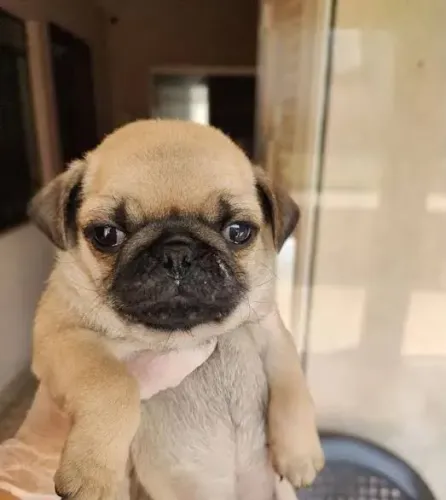 Pug Um novo capítulo começa com um amigo assim