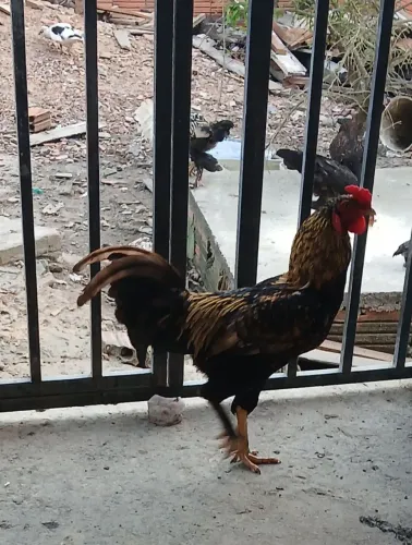 Temos galinhas caipira pra vender