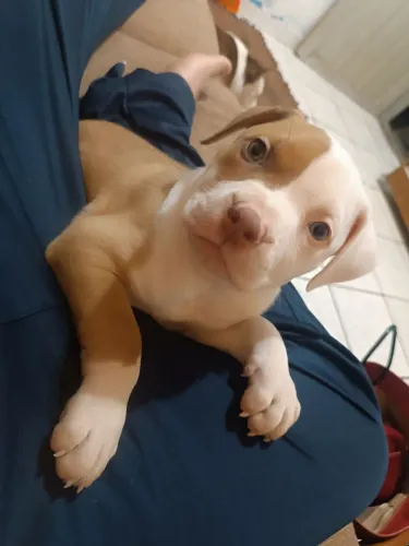 Filhote de Pit Bull