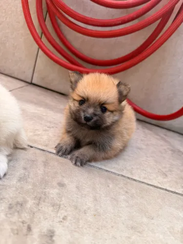 Filhotes de Spitz Alemão