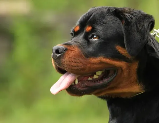 ? Seu Novo Rottweiler Espera por Você | Filhotes Disponíveis