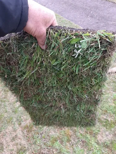  Grama Esmeralda de campo no palete  4.50 o metro quadrado na lavoura 