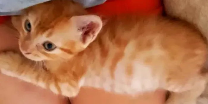 Gatinho American Shorthair X Siamês Ruivinho 90 dias Macho 